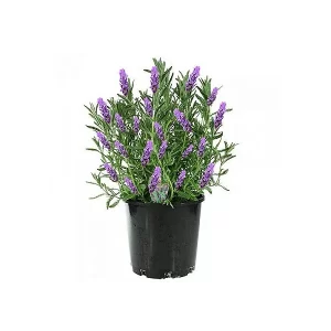 Lavanda