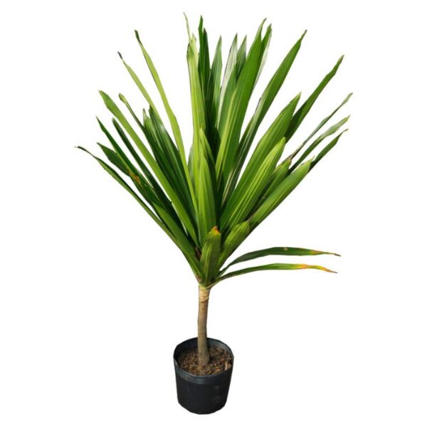 Dracena