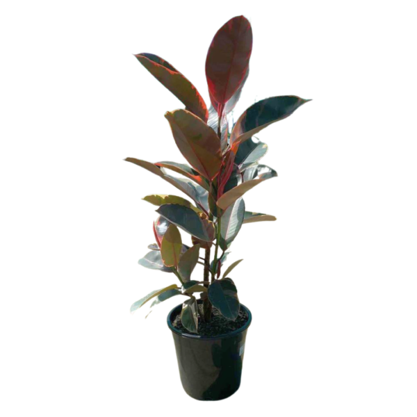 Ficus Ruby