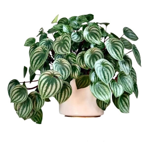 Peperomia Melancia