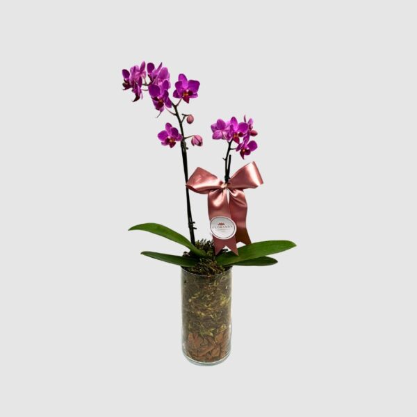 Orquídea Mini em vaso de vidro polonês