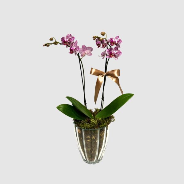 Orquídea Mini em vaso trabalhado