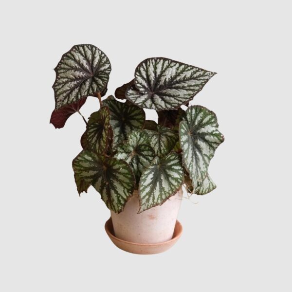 Begonia