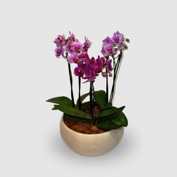 Vaso lorance com orquídea