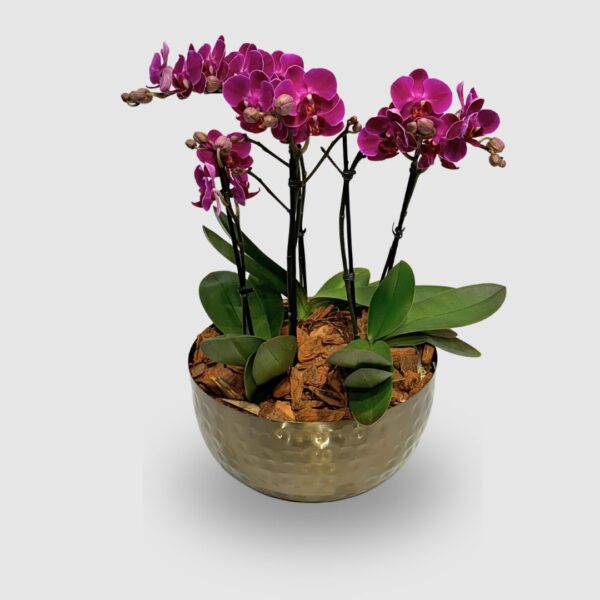 Vaso de metal com orquídea